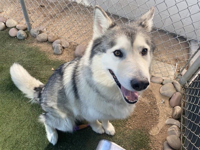 Malakai - Alaskan Malamute
