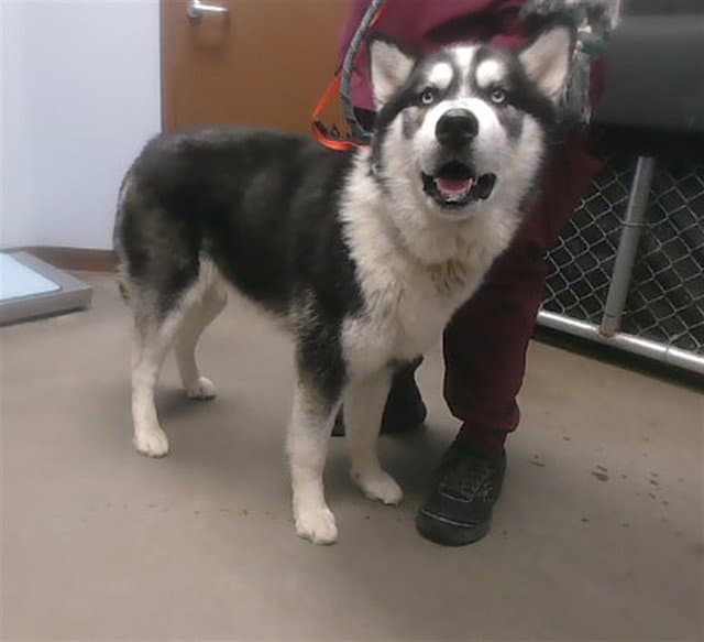 Jack - Husky