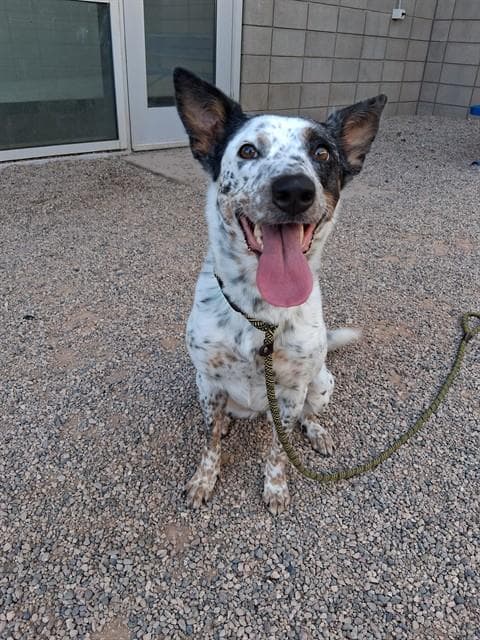 Charmy - Australian Kelpie