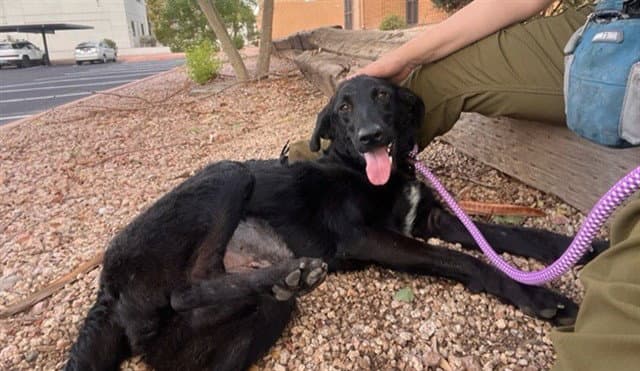 Pantene - Curly-Coated Retriever