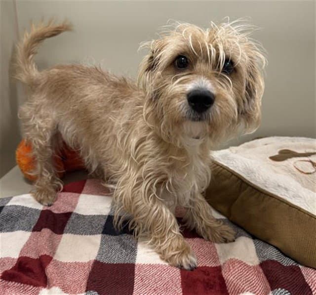 Remo - Cairn Terrier