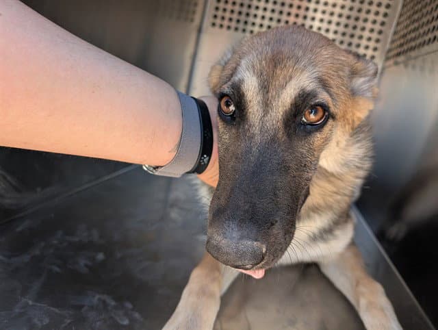 Starfox - German Shepherd Dog