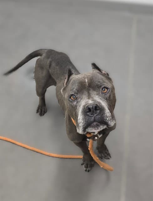 Gargamel - American Pit Bull Terrier