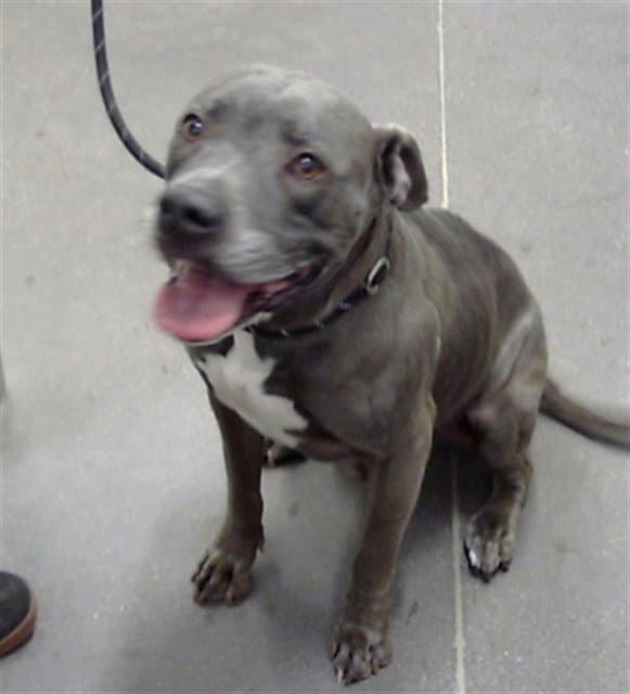Coal - American Pit Bull Terrier