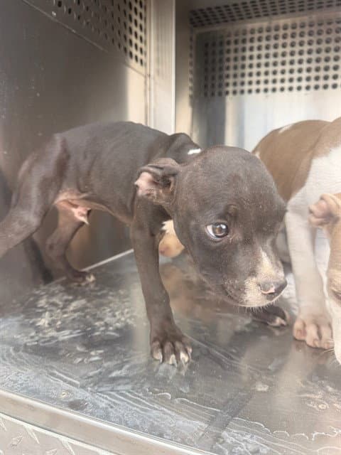 Julio - American Pit Bull Terrier