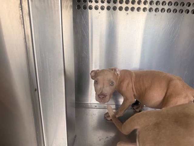 Stella - American Pit Bull Terrier