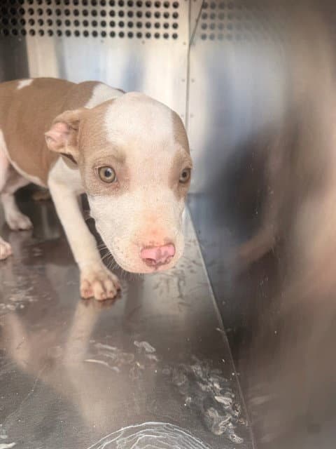 Rose - American Pit Bull Terrier