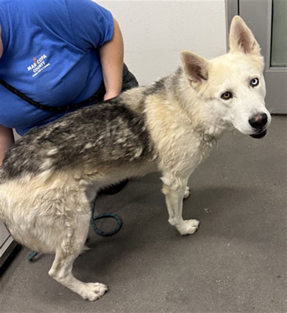Ryder - Husky