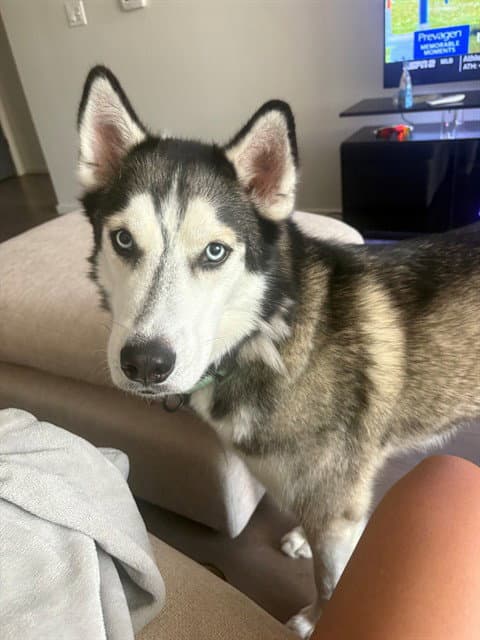 Jimmy - Siberian Husky
