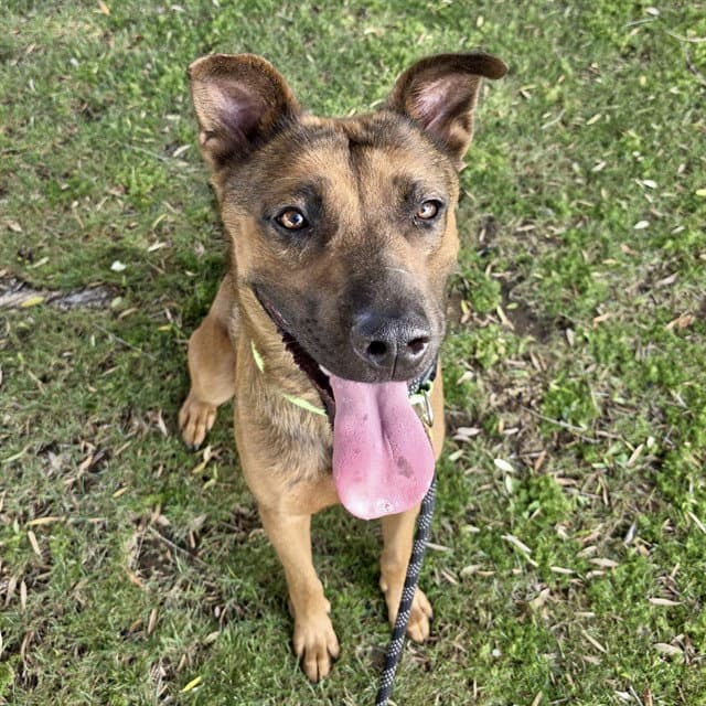 Gunner - Belgian Shepherd Malinois