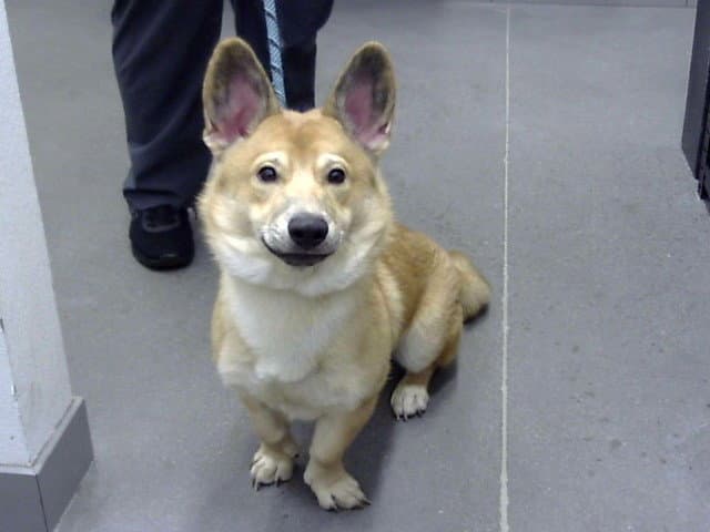 Chuck - Cardigan Welsh Corgi