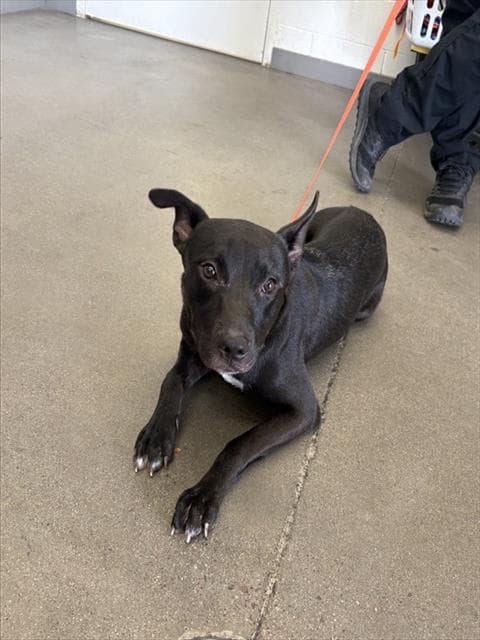Zuri - American Pit Bull Terrier