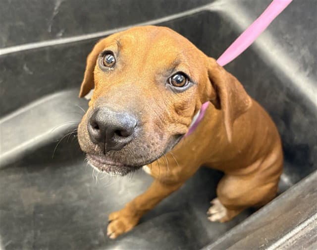 Scar - Black Mouth Cur