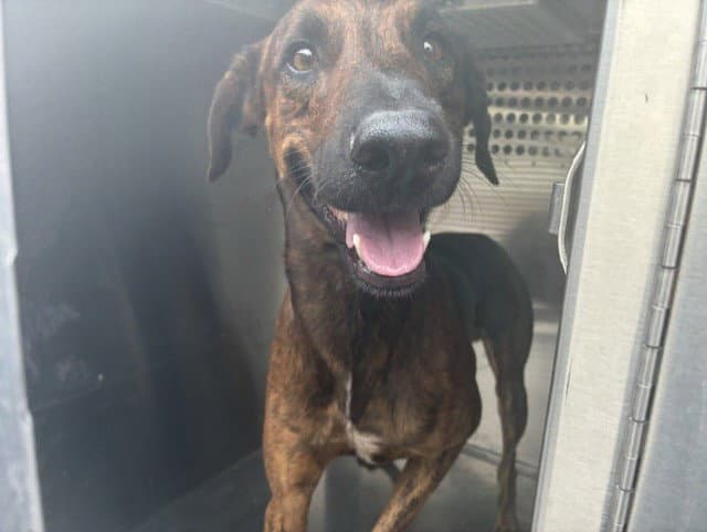 Rex - German Shorthaired Pointer