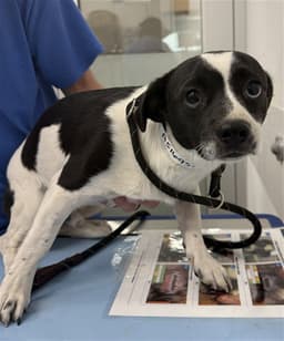 Archie image 1