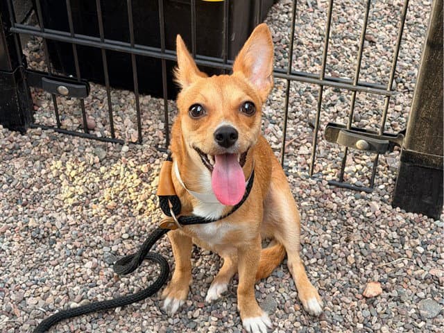 Eevee - Chihuahua