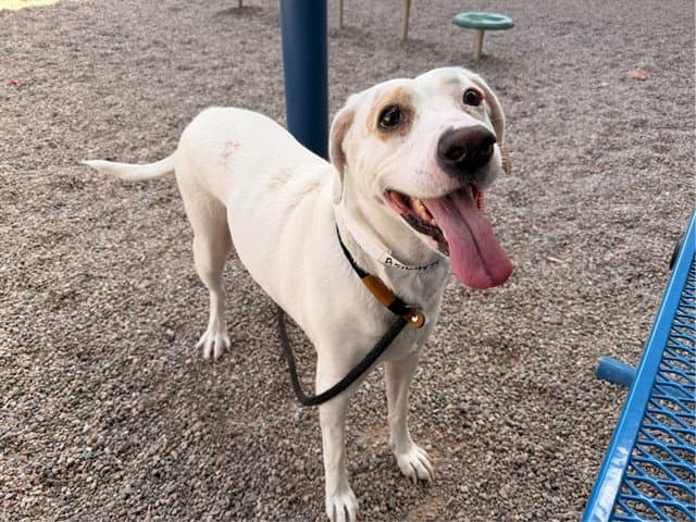 Maybelline - Labrador Retriever