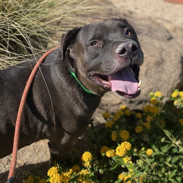 Sylvester - American Pit Bull Terrier