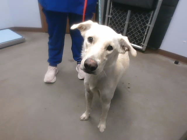 Jax - Labrador Retriever