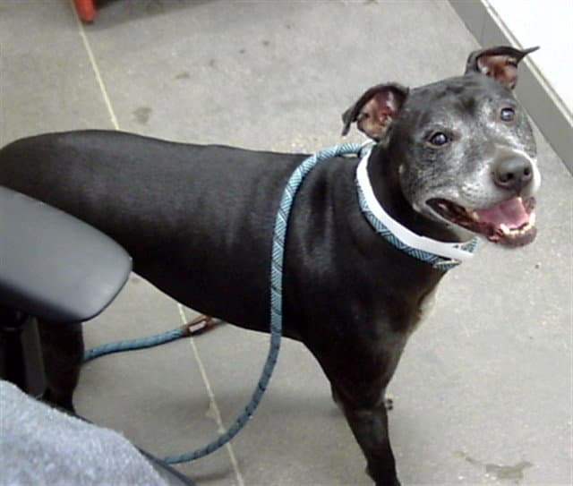 Pepper - American Pit Bull Terrier