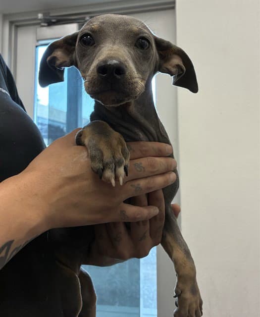 Annell - Chihuahua