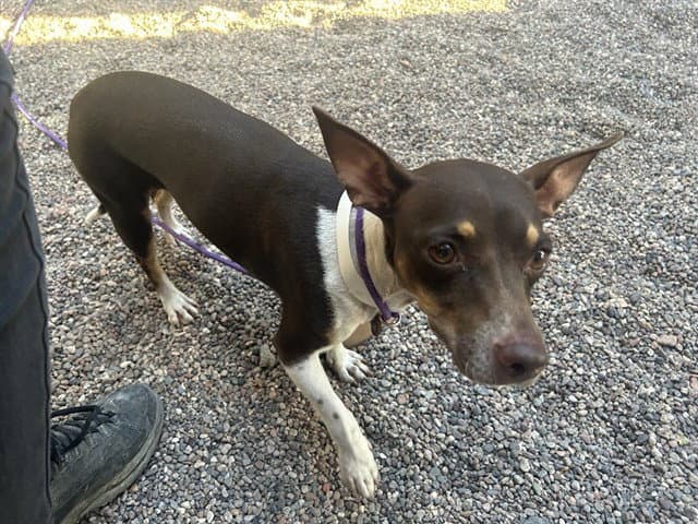 Bea - Chihuahua