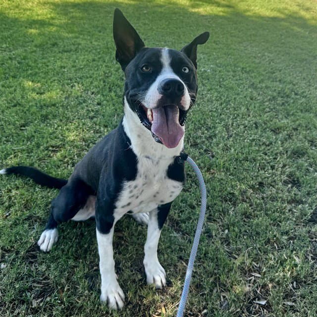 Buckeye - American Pit Bull Terrier