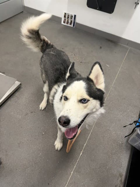Potato Chip - Siberian Husky
