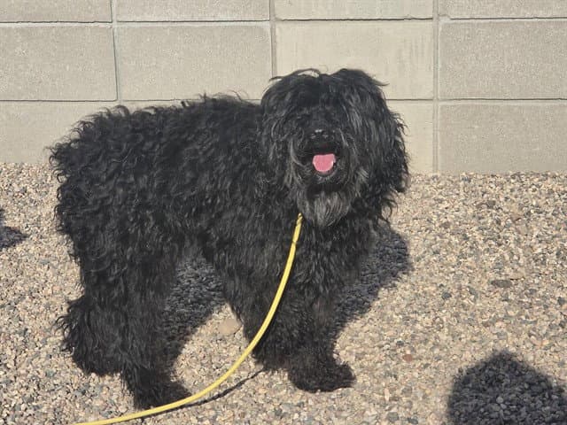 Pepsi Cola - Cocker Spaniel