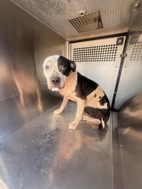 Kilo - American Pit Bull Terrier