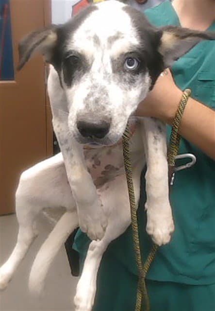 Bianca - Australian Cattle Dog/Blue Heeler