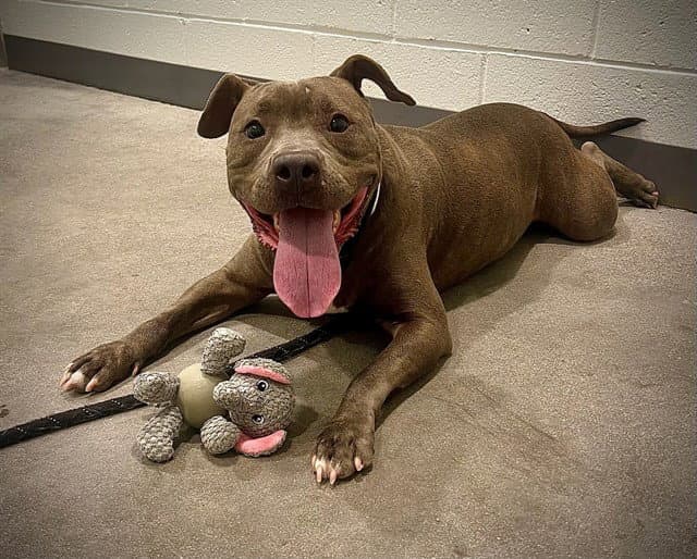 Nala - American Pit Bull Terrier