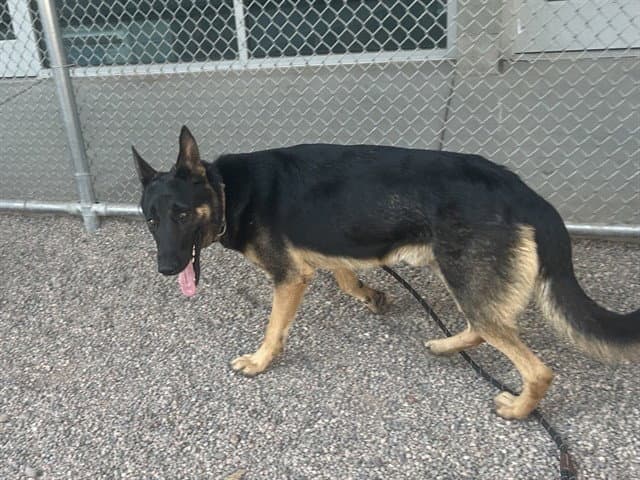 Demarcus - German Shepherd Dog