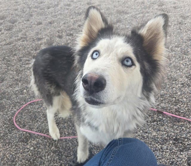 Enid - Siberian Husky