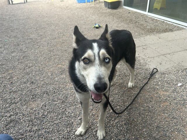 Toby - Husky