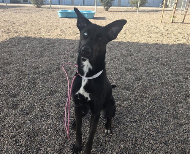 Millie Moon - Australian Cattle Dog/Blue Heeler