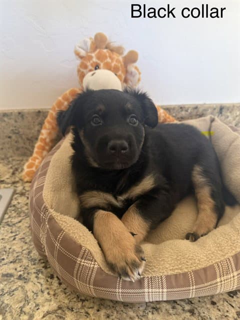 Bear - German Shepherd Dog