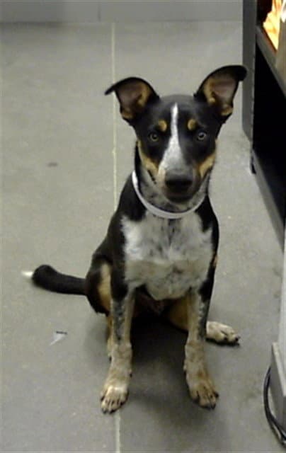 Kelp - Australian Cattle Dog/Blue Heeler