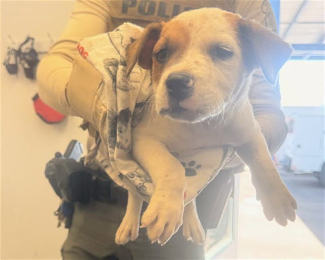 Bilbo - Australian Cattle Dog/Blue Heeler