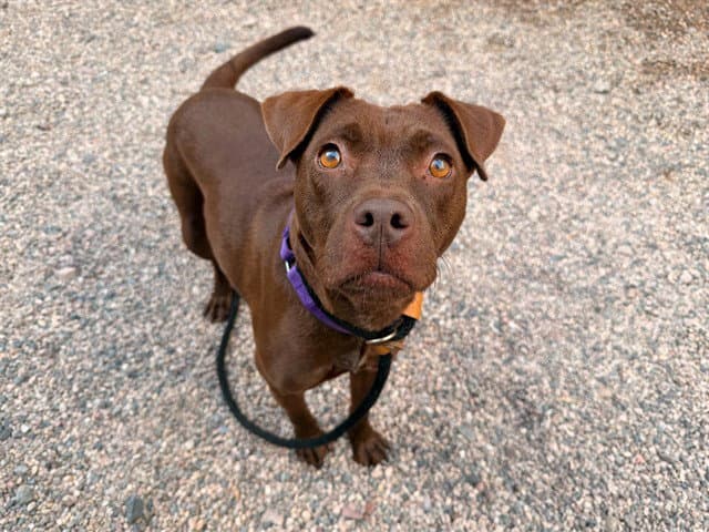 Kayda - American Pit Bull Terrier