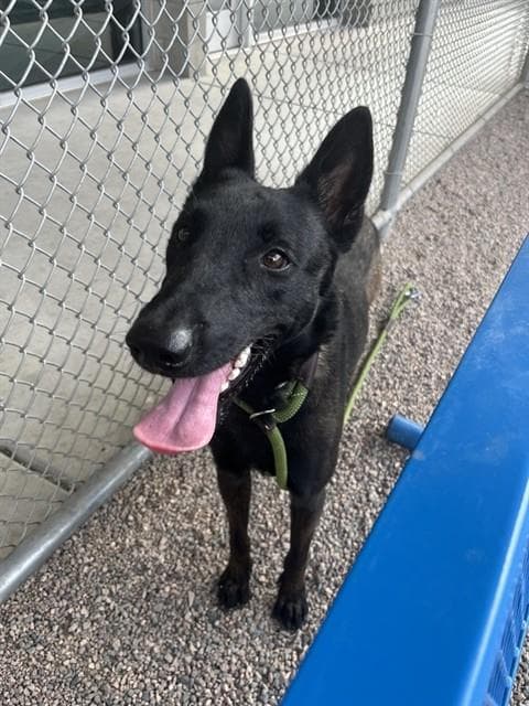 Darla - Belgian Shepherd Malinois