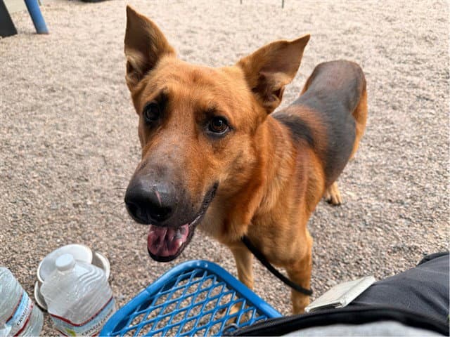 Oscar - German Shepherd Dog