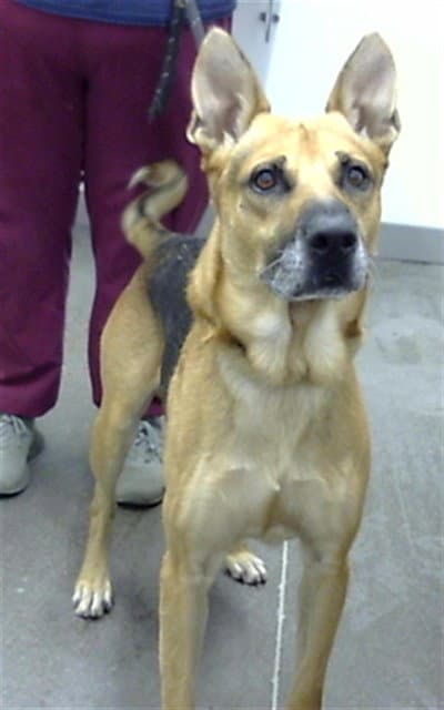 Remmi - German Shepherd Dog