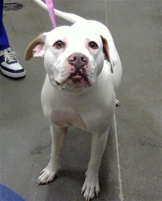 Sushi - American Pit Bull Terrier