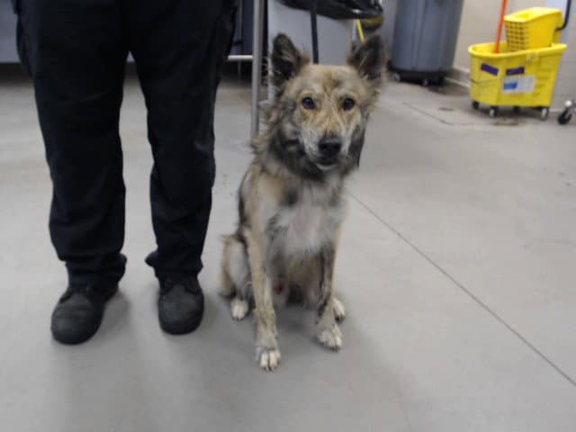 Atlas - German Shepherd Dog