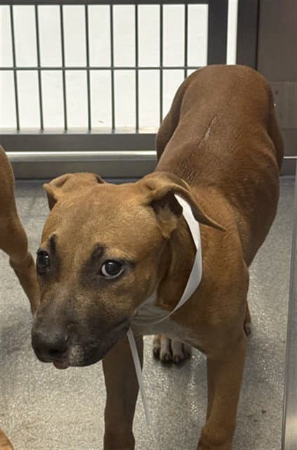 Sweet Tea - American Pit Bull Terrier