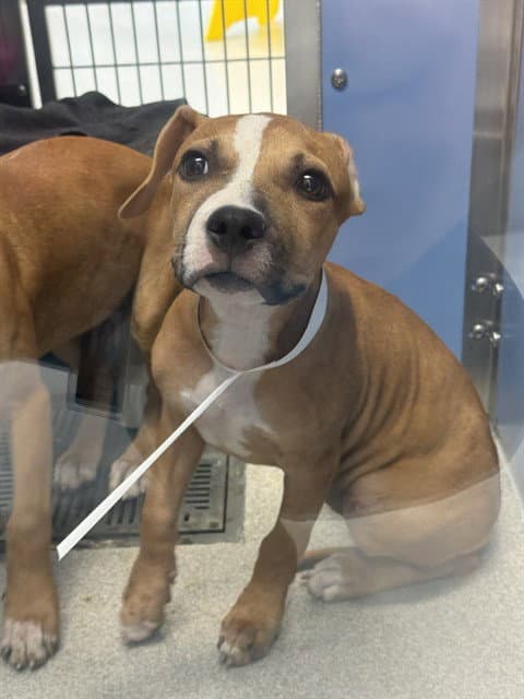 Cranberry - American Pit Bull Terrier