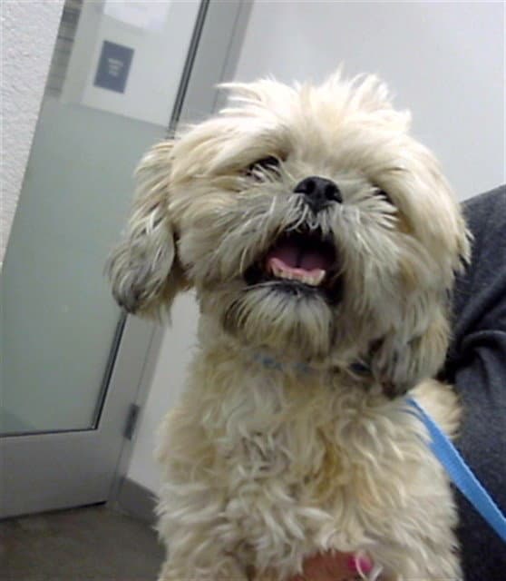 Shirley - Shih Tzu