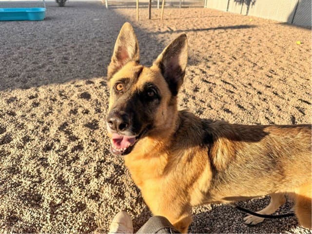 Freya - German Shepherd Dog