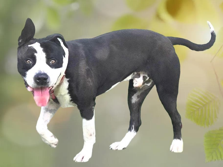 Scar - Pit Bull Terrier